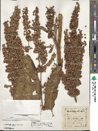 Rumex patientia image