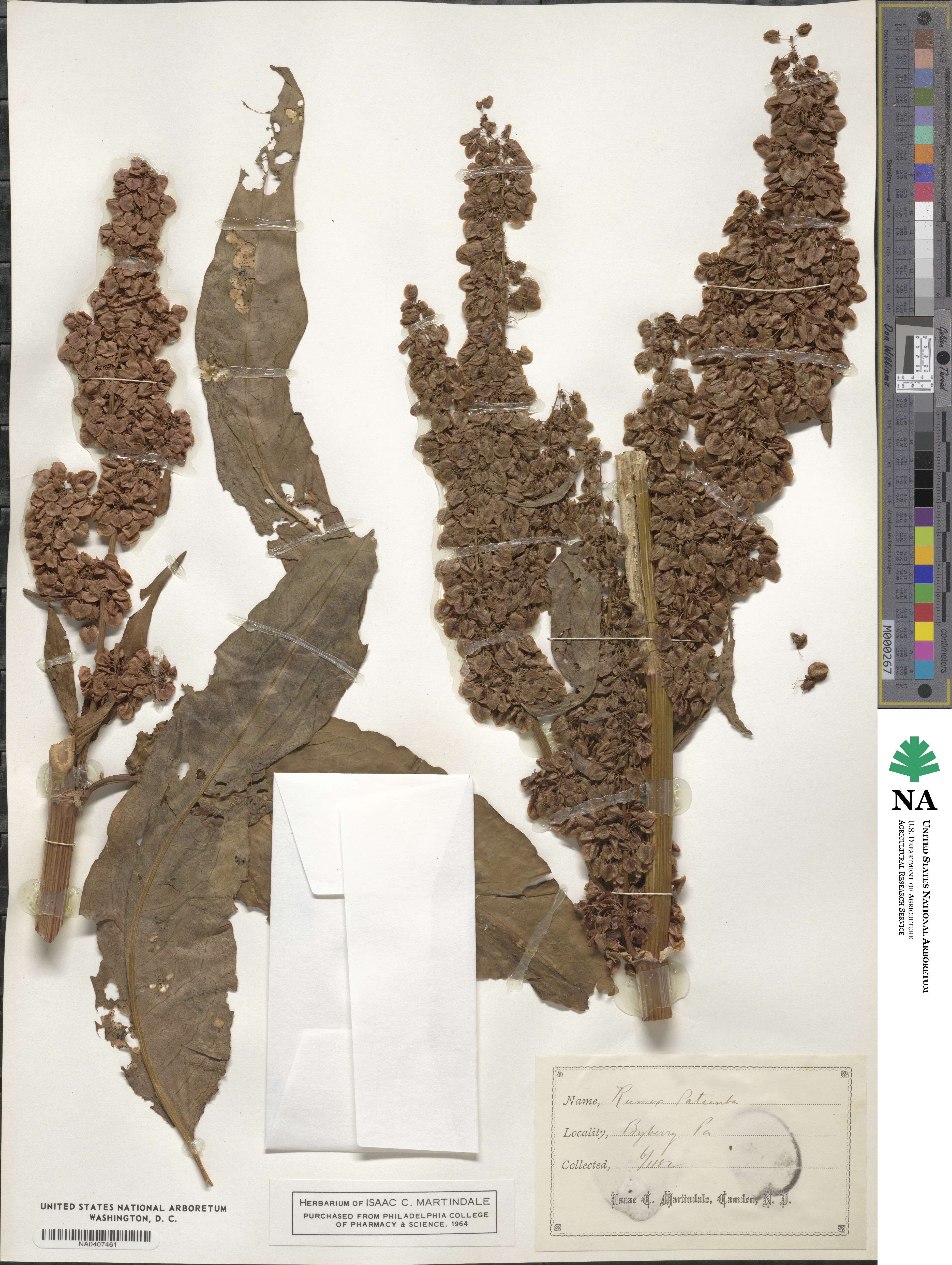 Rumex patientia image