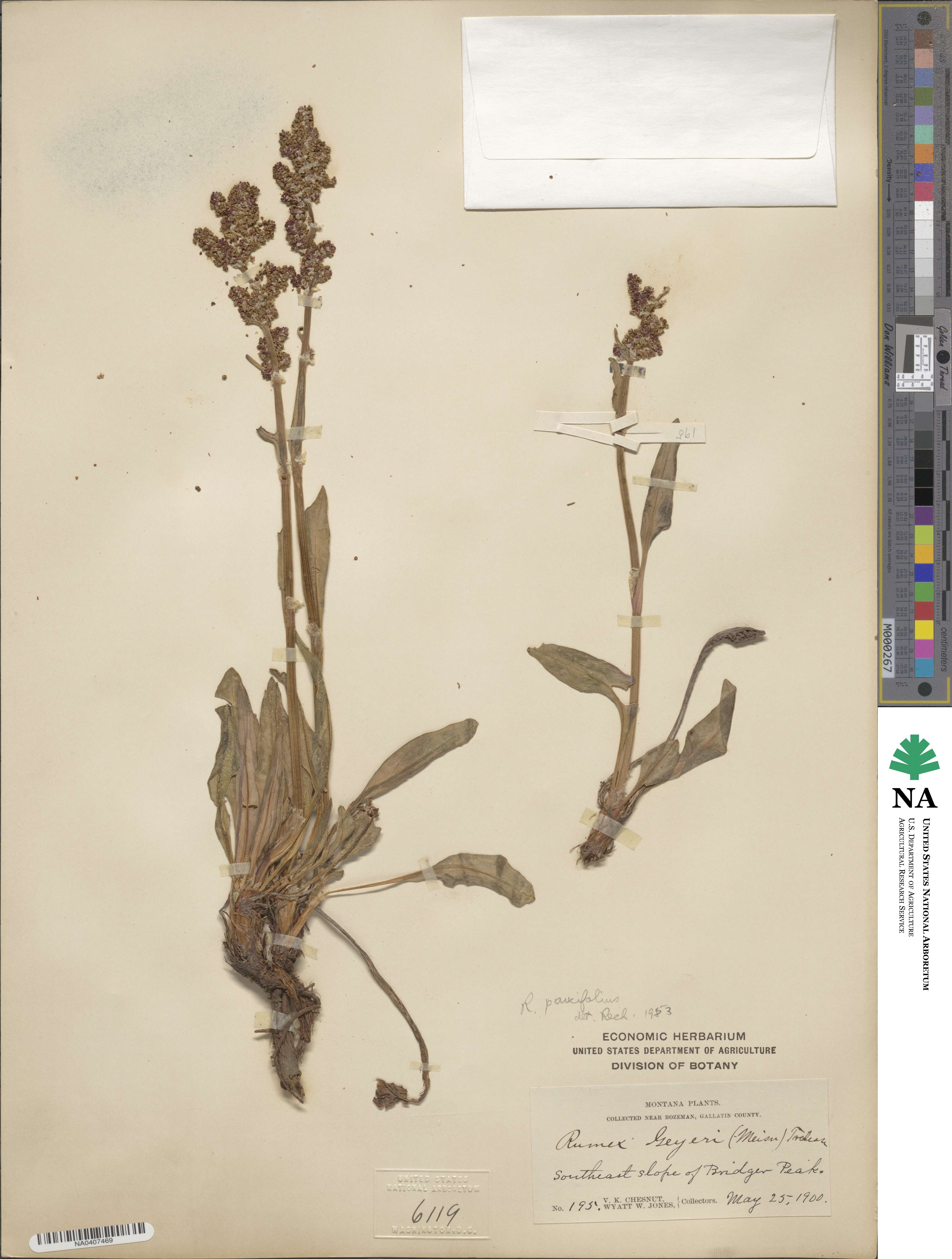 Rumex paucifolius image