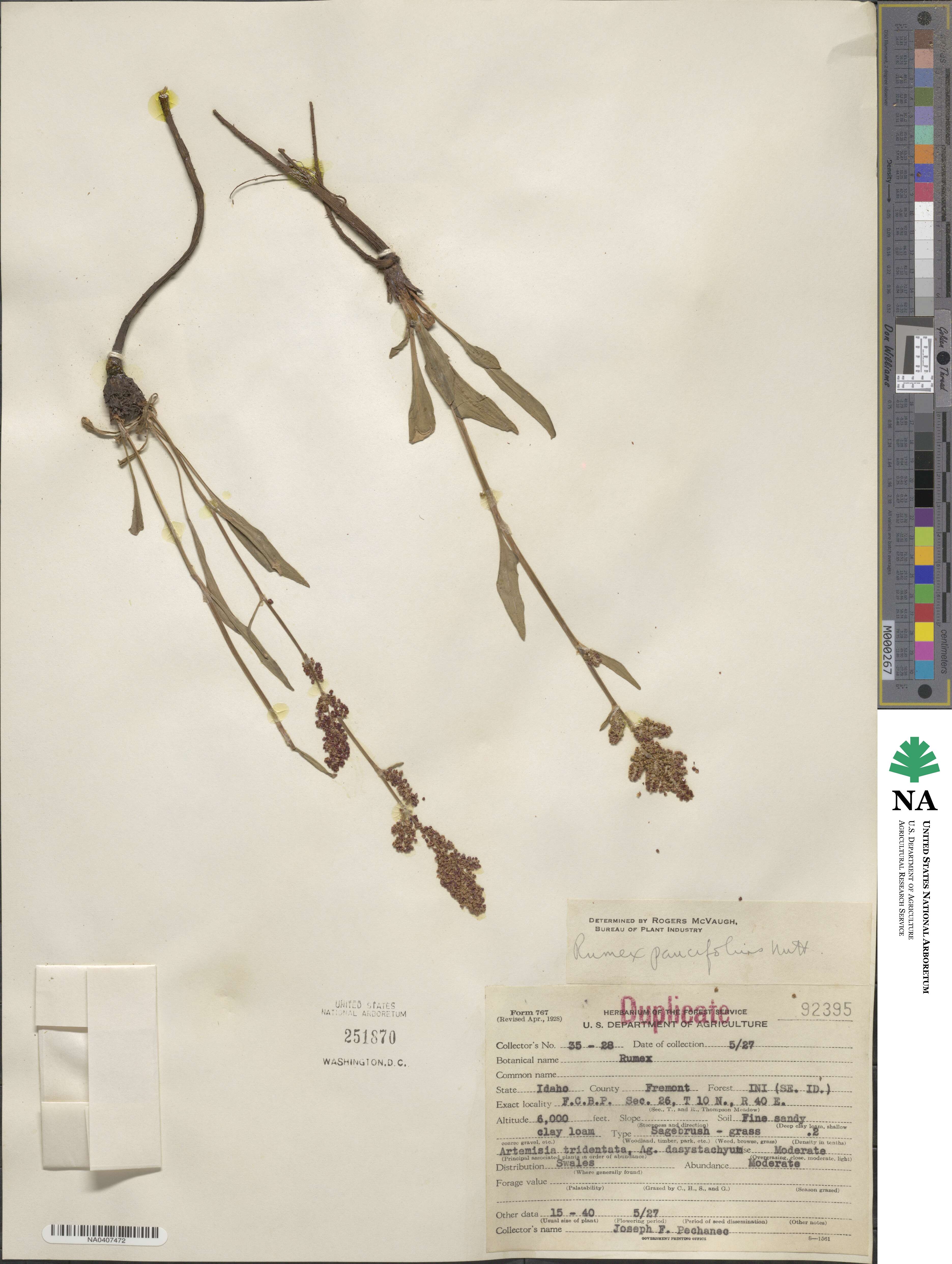 Rumex paucifolius image