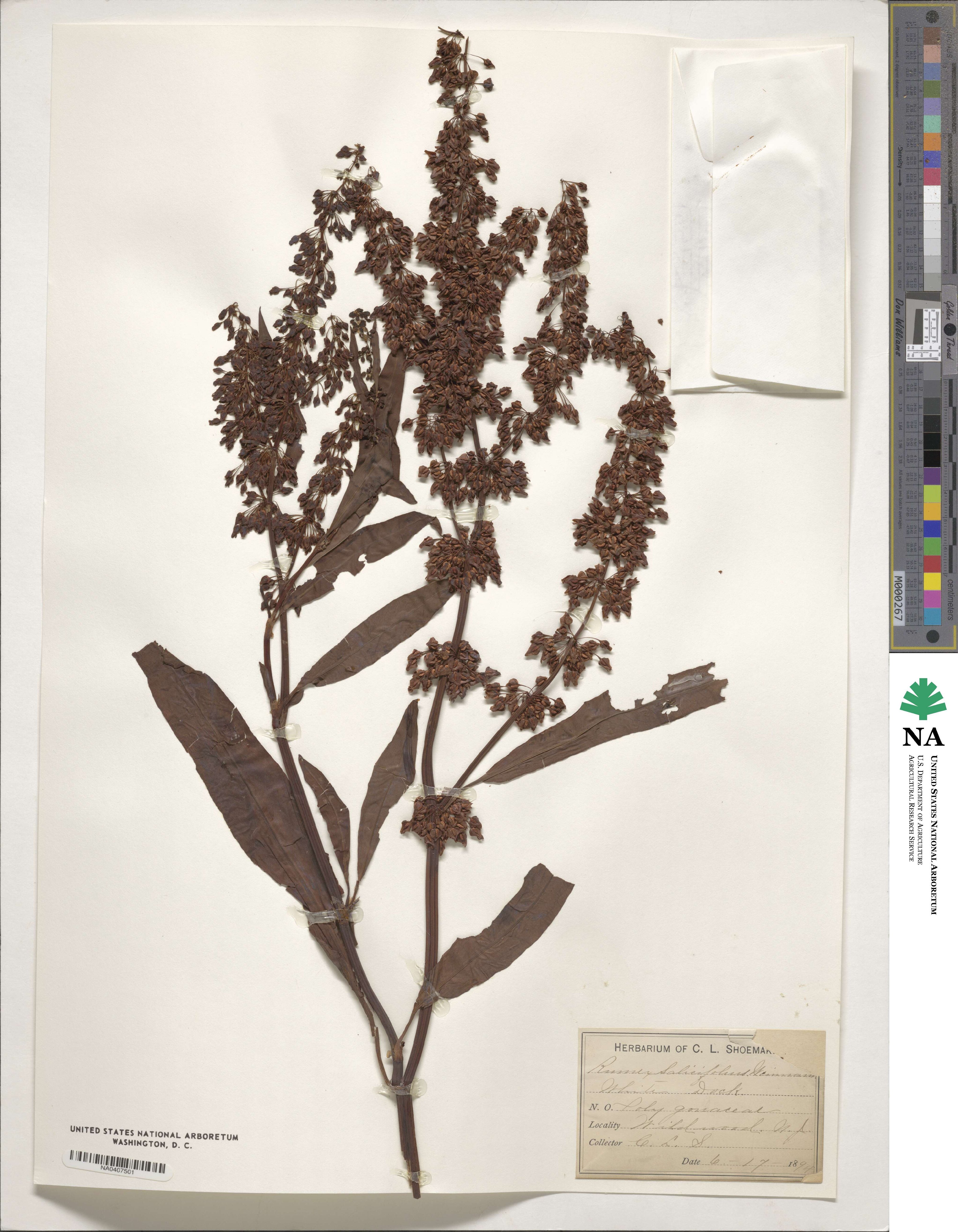 Rumex salicifolius image