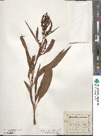 Rumex salicifolius image