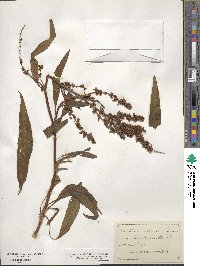 Rumex salicifolius image