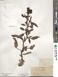 Rumex salicifolius image