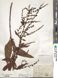 Rumex salicifolius image