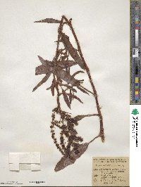 Rumex salicifolius image