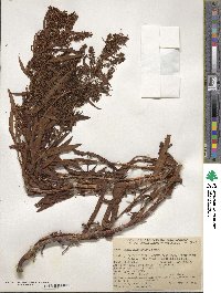 Rumex salicifolius image