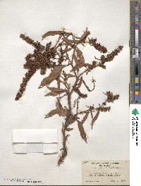 Rumex salicifolius image