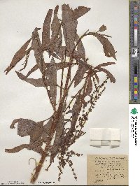 Rumex salicifolius image