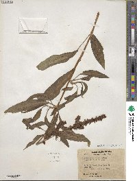 Rumex salicifolius image