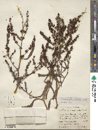 Rumex salicifolius image