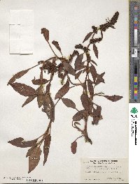 Rumex salicifolius image