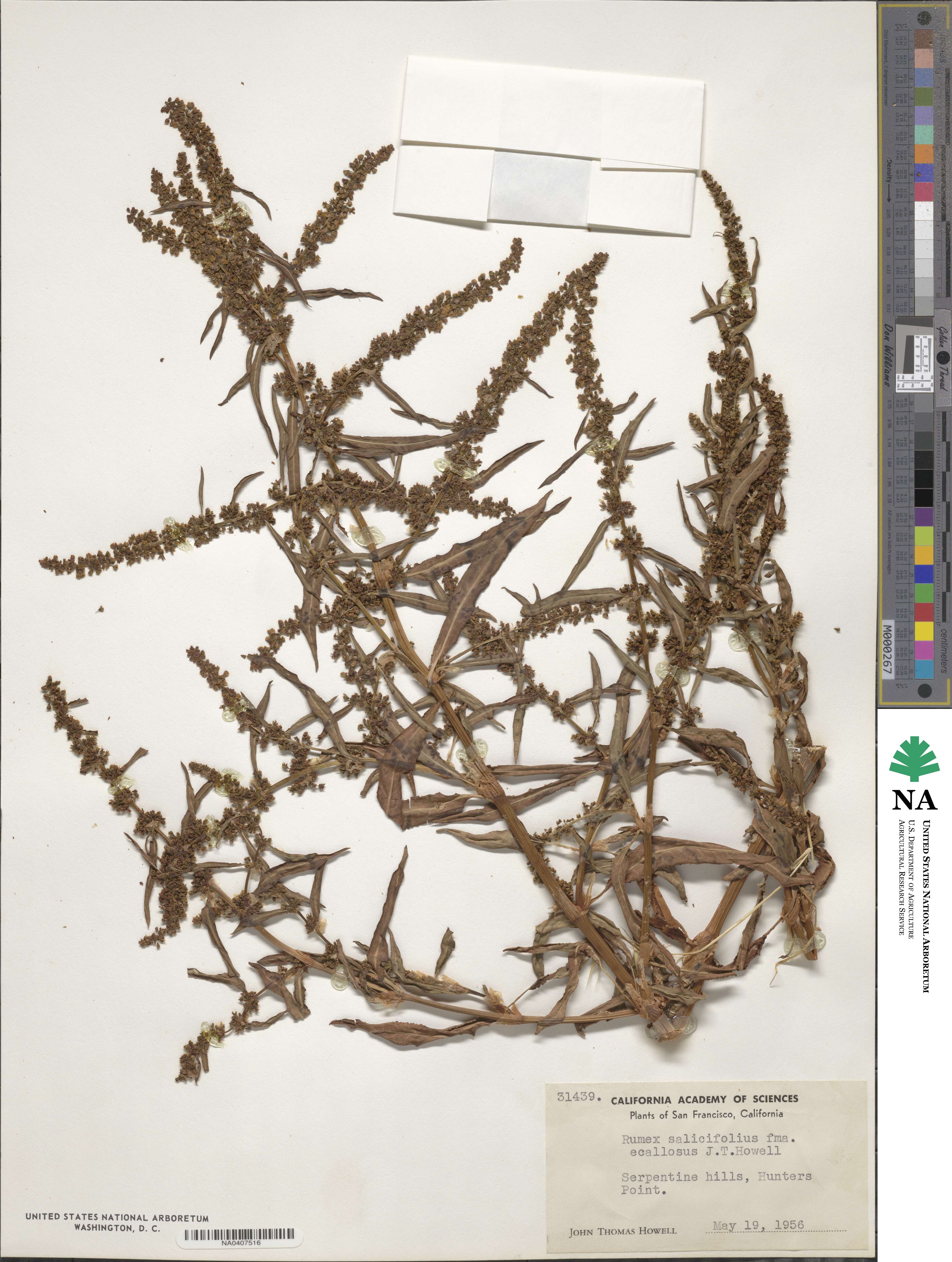 Rumex salicifolius f. ecallosus image