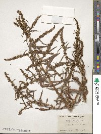 Rumex salicifolius image