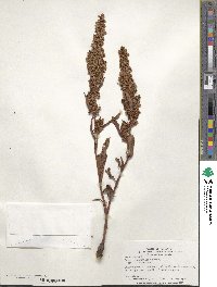 Rumex stenophyllus image