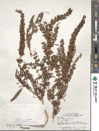 Rumex stenophyllus image