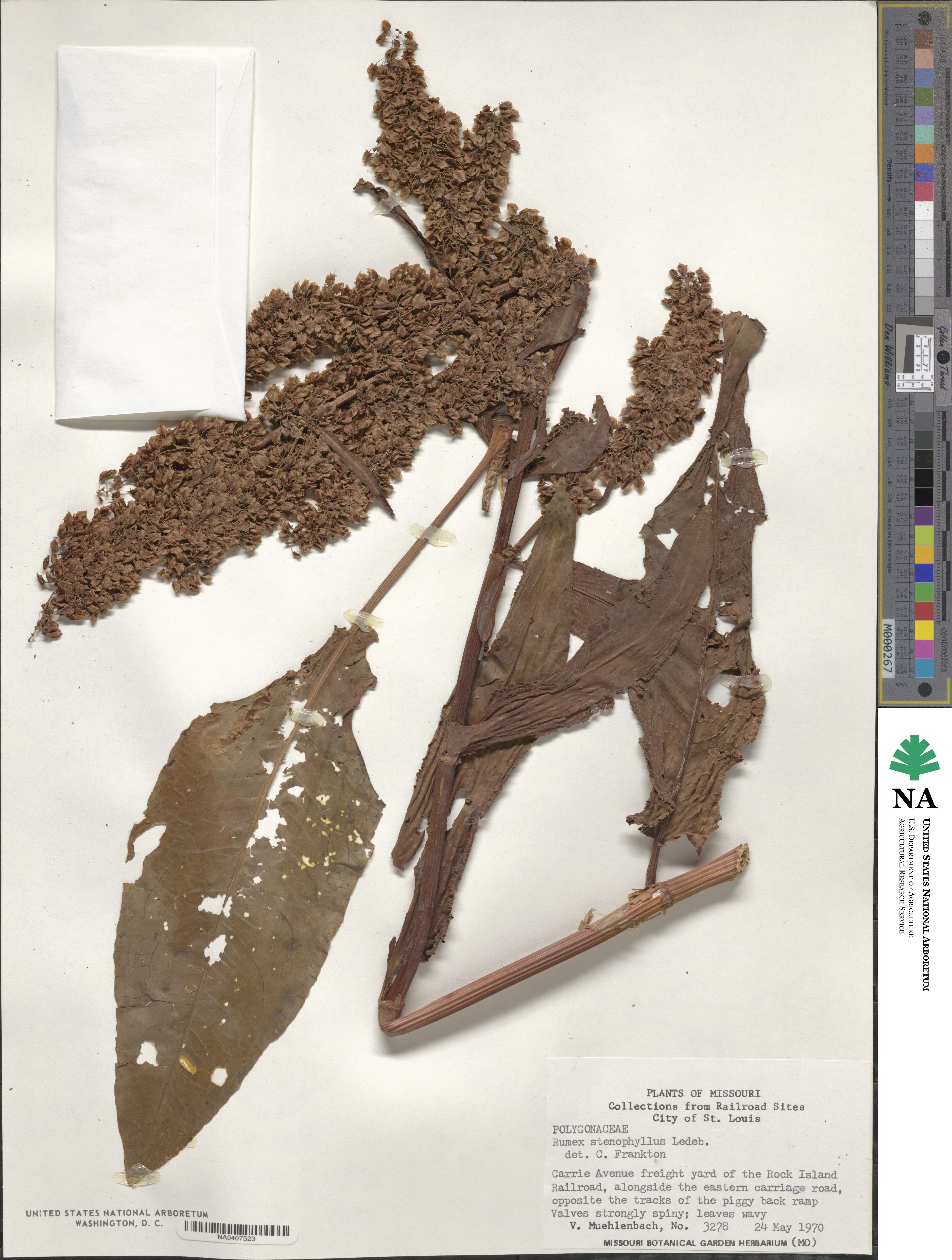 Rumex stenophyllus image