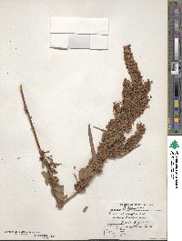 Rumex stenophyllus image