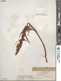Rumex triangulivalvis image