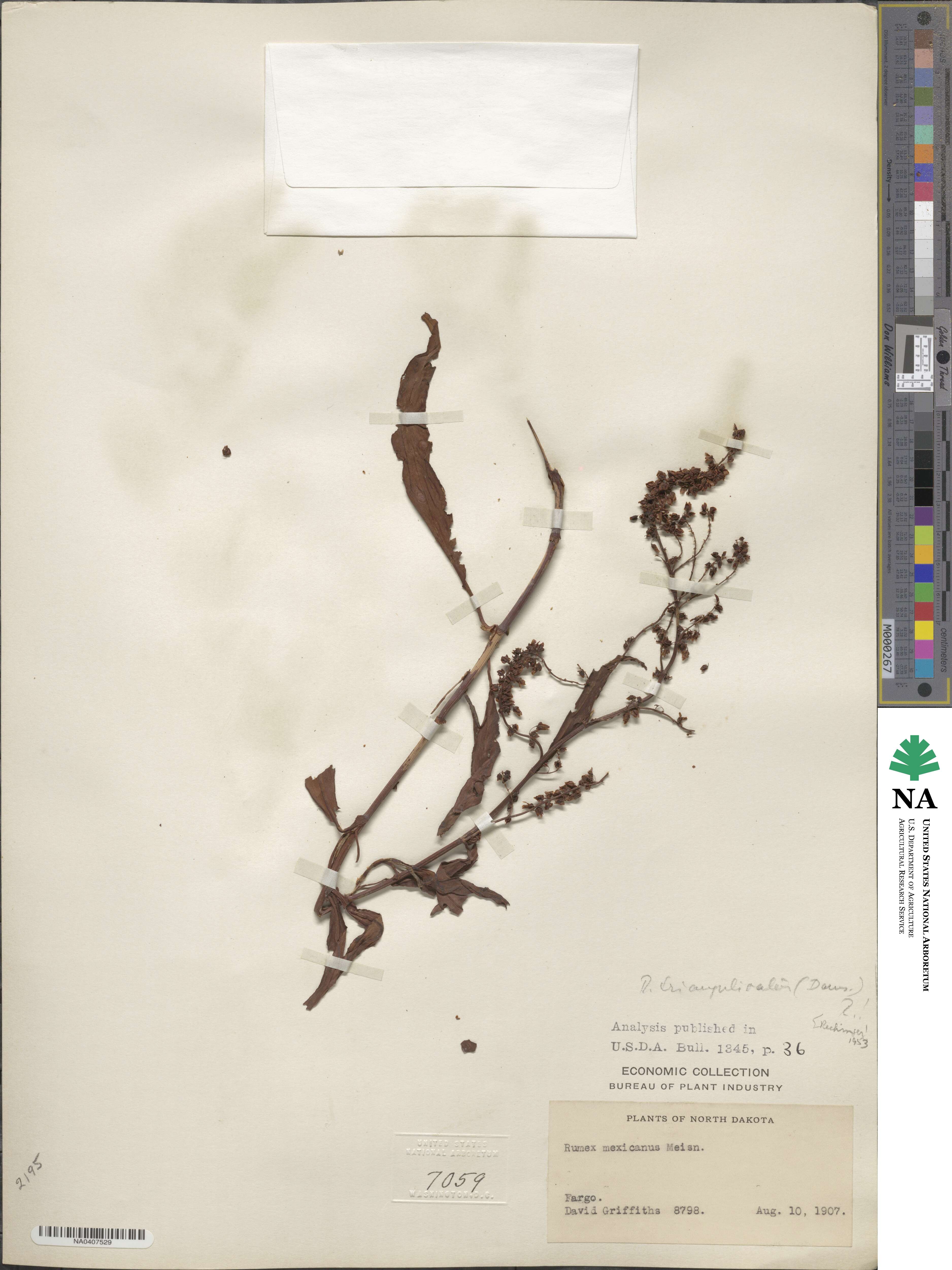 Rumex triangulivalvis image