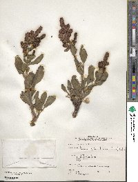 Rumex triangulivalvis image