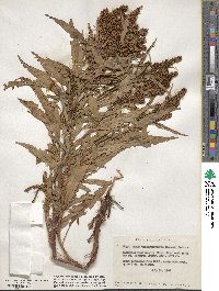 Rumex triangulivalvis image