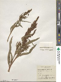 Rumex triangulivalvis image