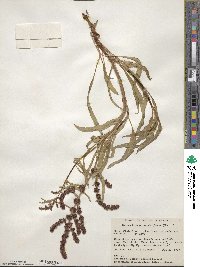 Rumex triangulivalvis image