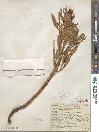 Rumex triangulivalvis image