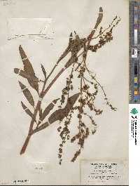 Rumex triangulivalvis image