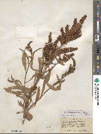 Rumex triangulivalvis image