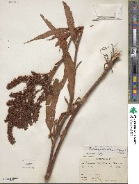 Rumex triangulivalvis image