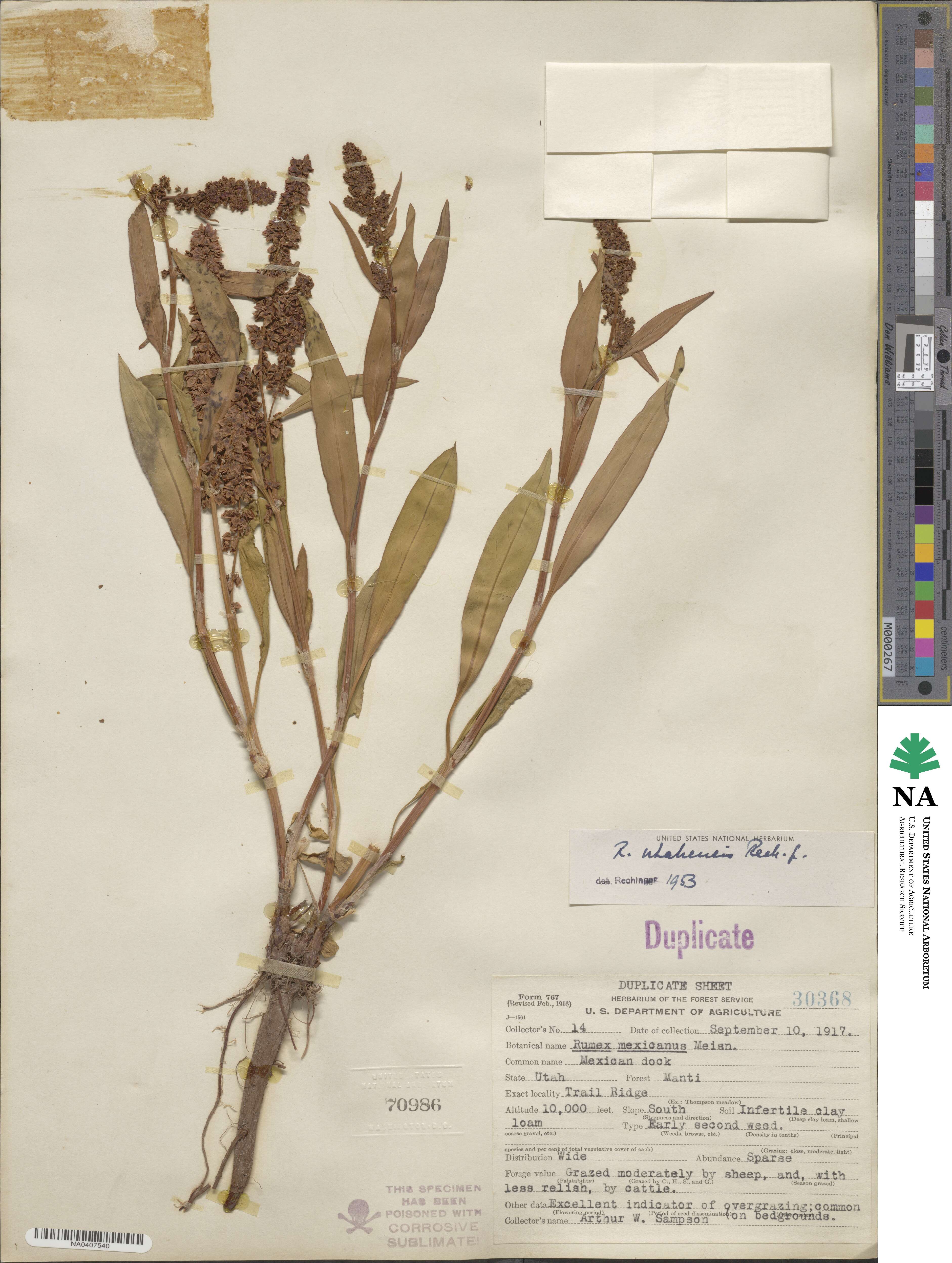 Rumex salicifolius var. utahensis image