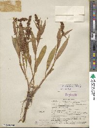 Rumex salicifolius image