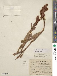 Rumex salicifolius image