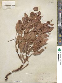 Rumex venosus image