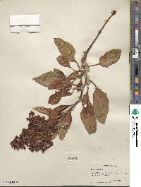 Rumex venosus image