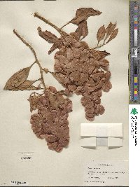 Rumex venosus image