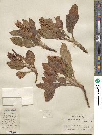 Rumex venosus image