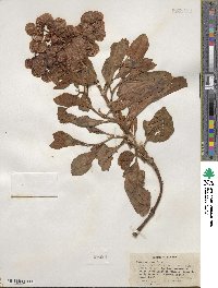 Rumex venosus image