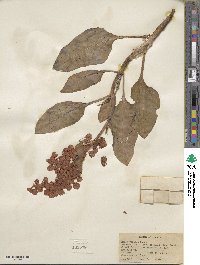 Rumex venosus image