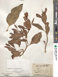 Rumex venosus image