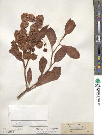 Rumex venosus image