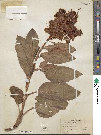 Rumex venosus image