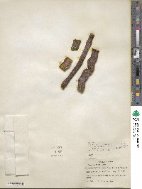 Rumex venosus image