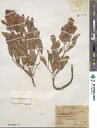 Rumex venosus image