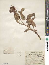 Rumex venosus image