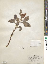 Rumex venosus image