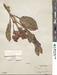 Rumex venosus image
