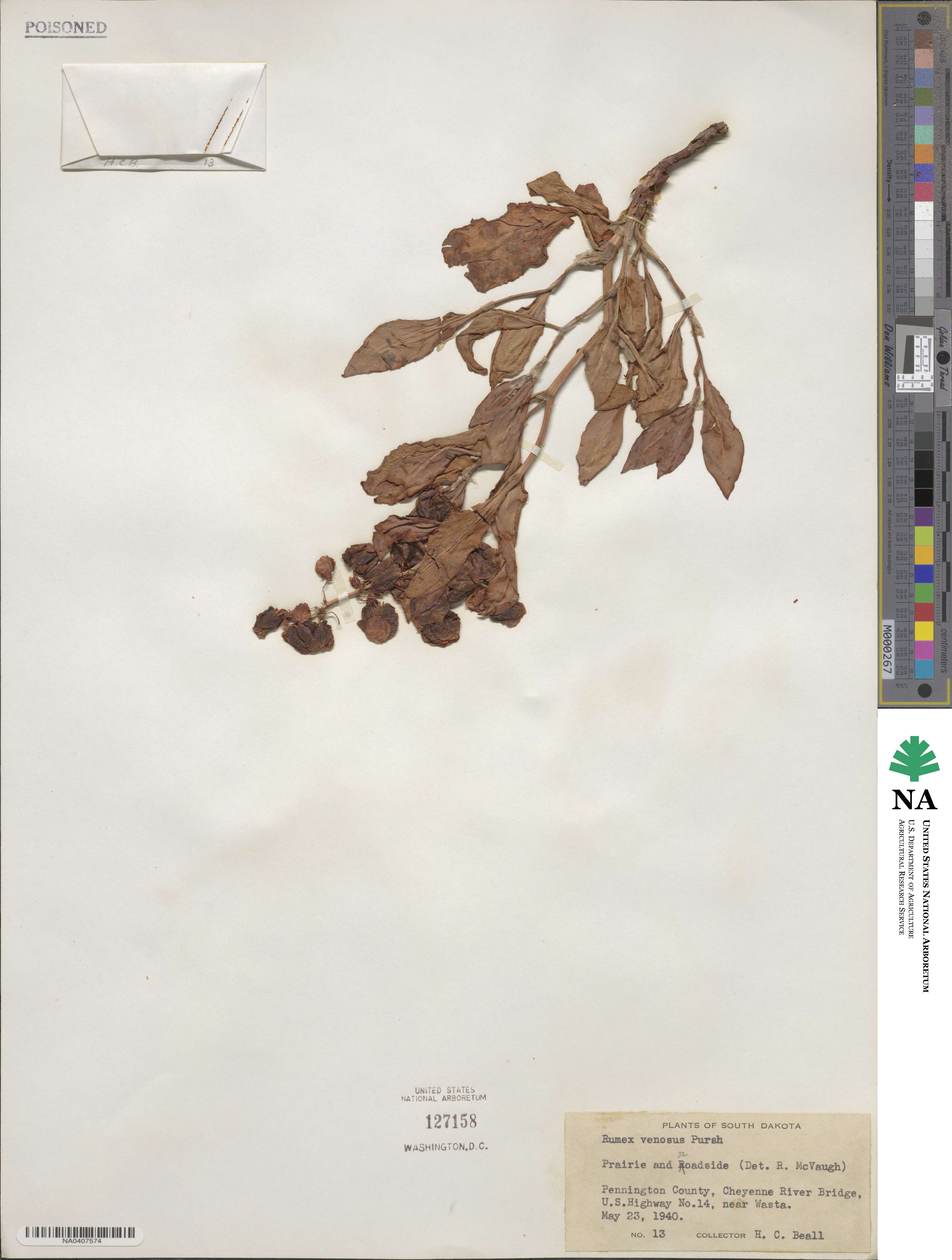 Rumex venosus image